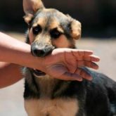 El Mejor Bufete Jurídico de Abogados en Español Especializados en Lesiones por Mordidas de Perro o Mascotas en Baldwin Park California